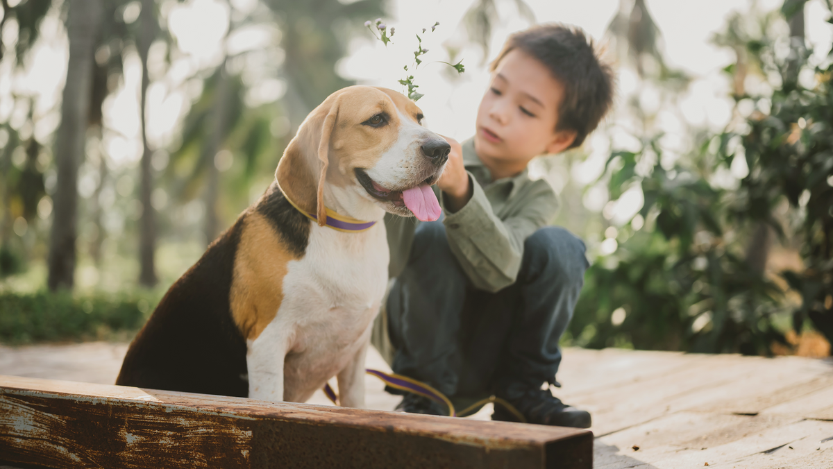 Simple Daily Tips to Care for Your Pet with Love and Wellness