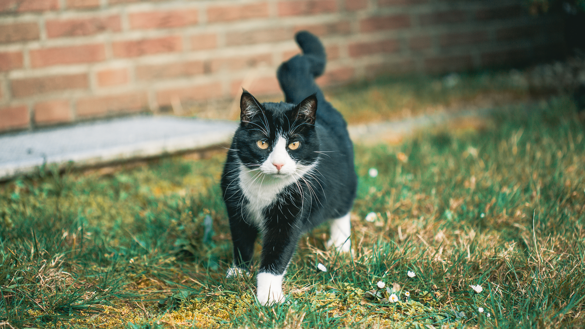 Caring for Your Cat with Love and Wellness Every Day