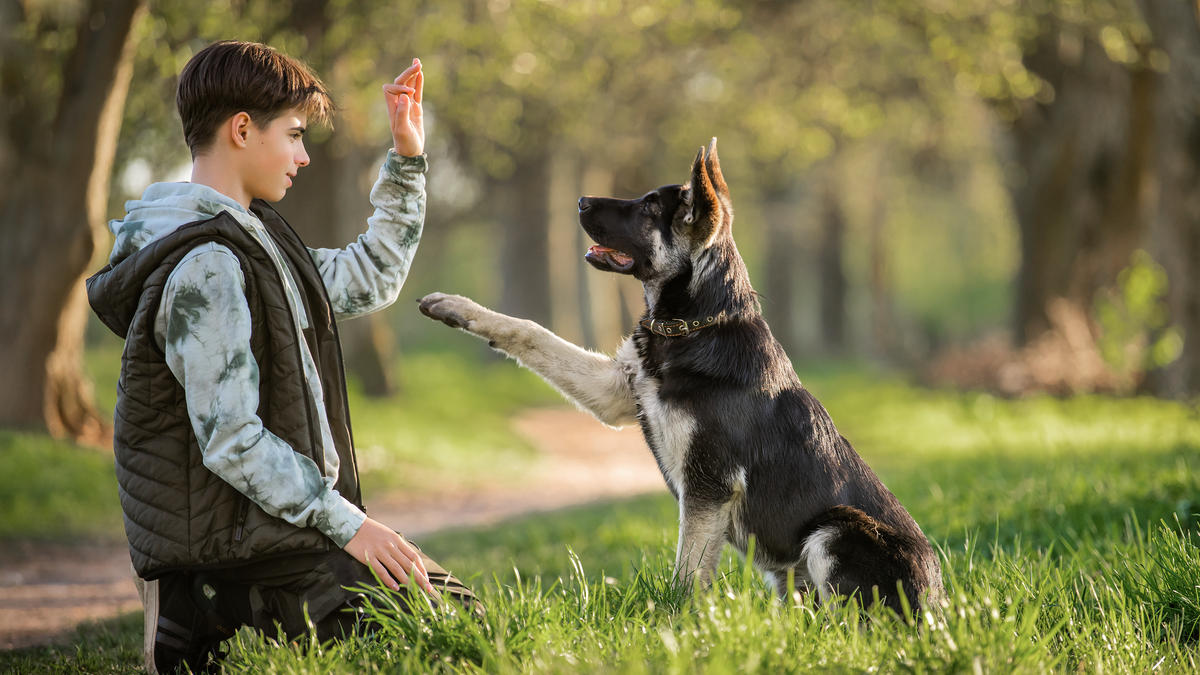 Discover Five Essential Training Tips to Build a Stronger Bond with Your Pet.