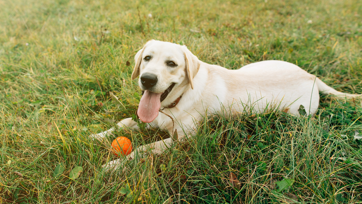 A guide to finding the perfect chew toys for every dog breed and individual chewing style.
