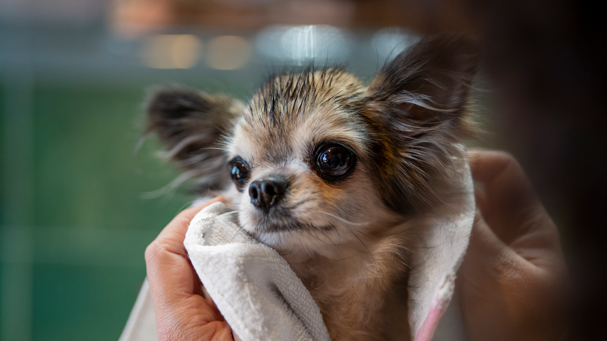 Learn How to Keep Your Pet Happy and Healthy with Our Essential Grooming Guide.