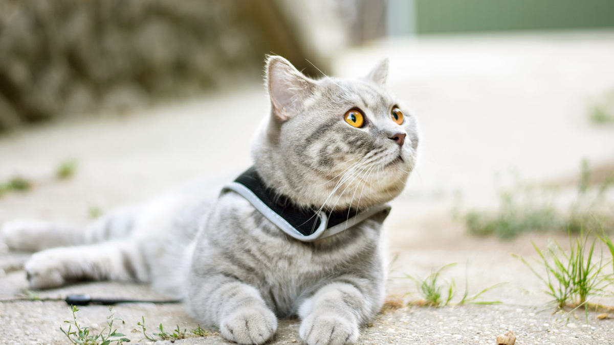Building a Happy Life for Your Pet through Care and Wellness