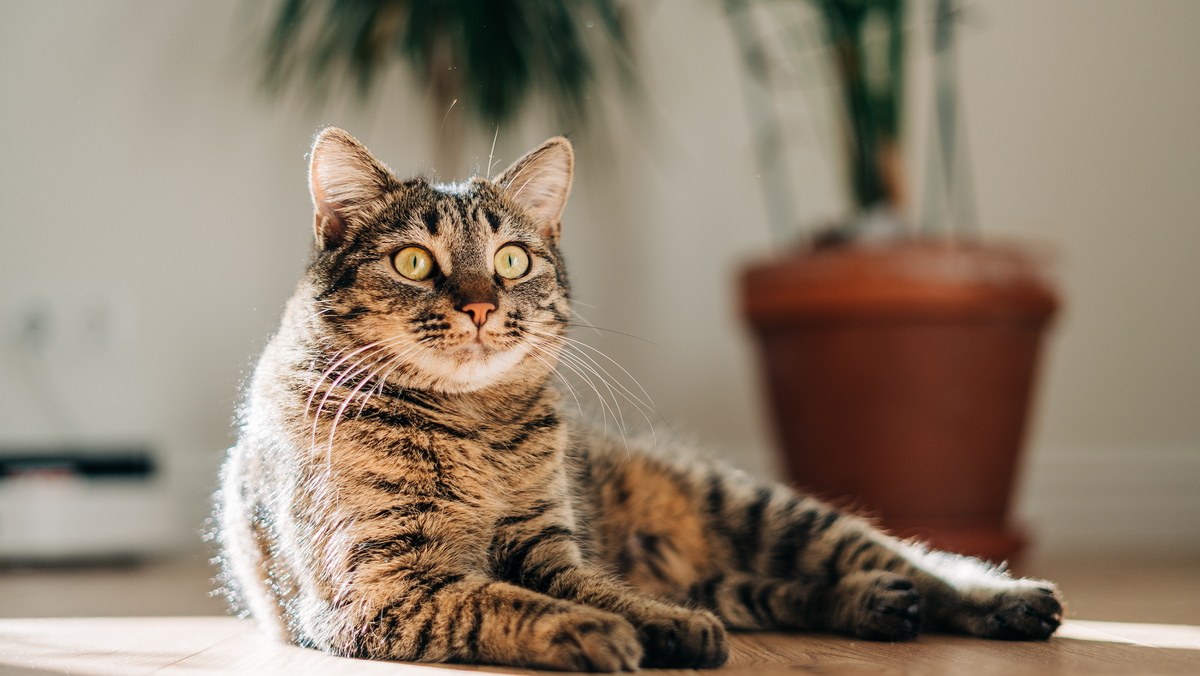 The Finest Cat Scratching Posts for Happy Felines