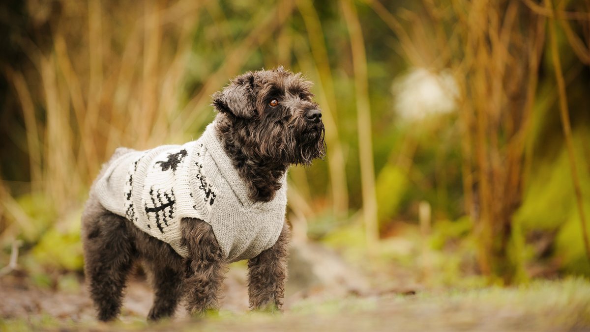 Caring for Your Pet’s Wellness with Grooming Nutrition and Everyday Happiness