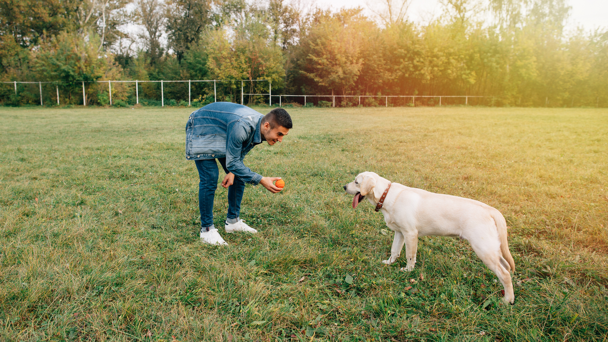 The Ultimate Guide to Durable Dog Toys for Aggressive Chewers