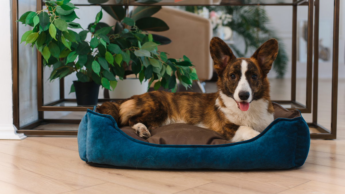 Choosing the Right Dog Bed for a Restful Companion