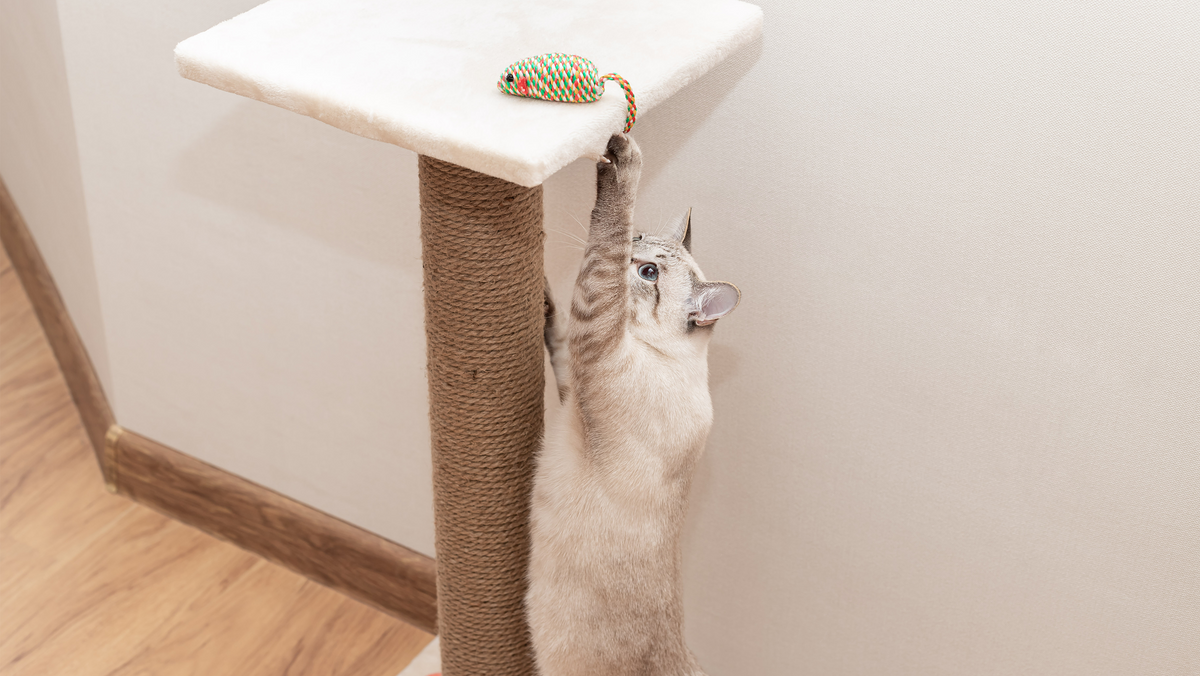 Find the ideal climbing toy to channel your cat's energy into healthy play and exploration.