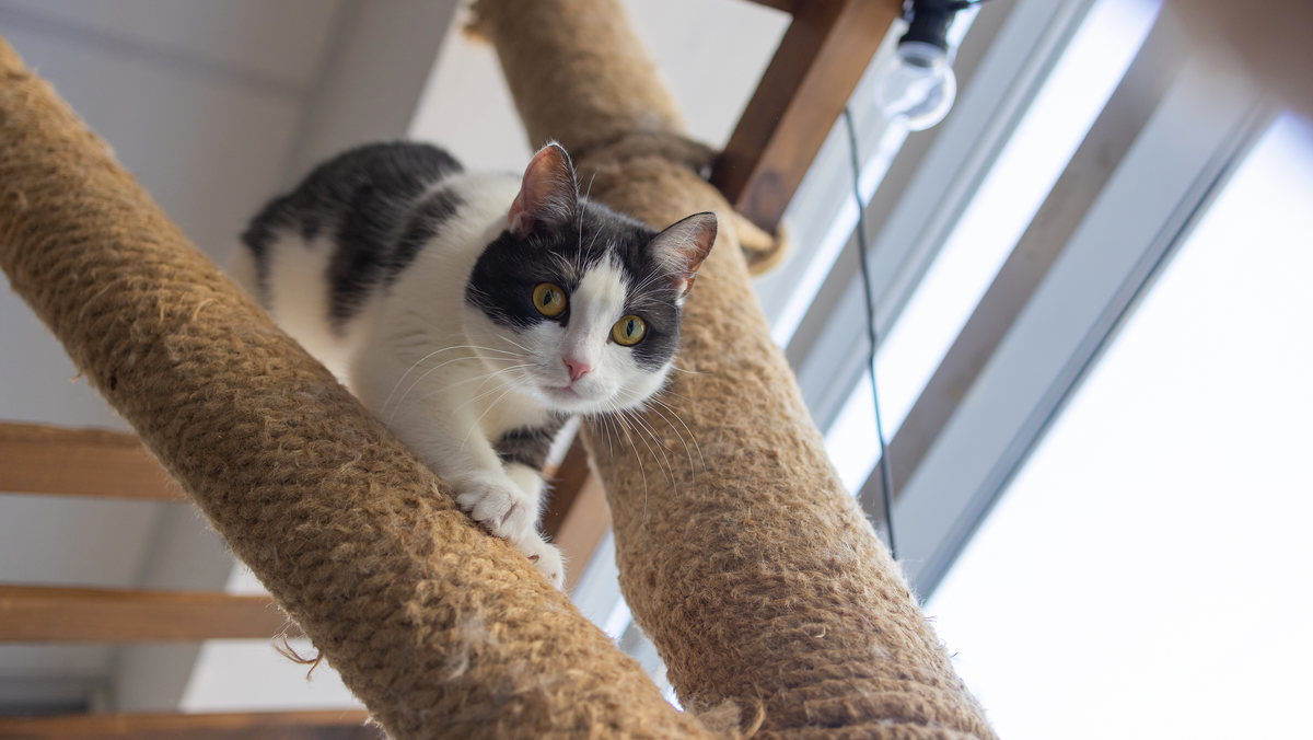 The Best Cat Trees for Feline Fitness and Fun