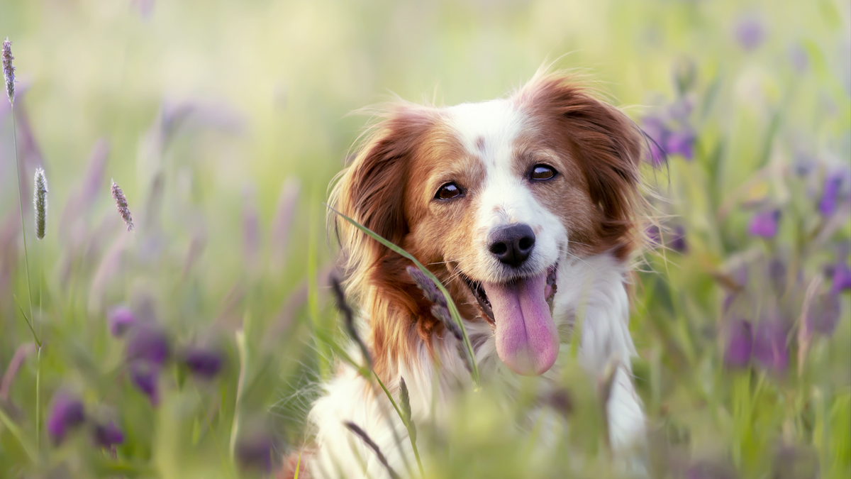 Why the Daily Walk Is the Cornerstone of a Strong Bond and a Happier, Healthier Dog