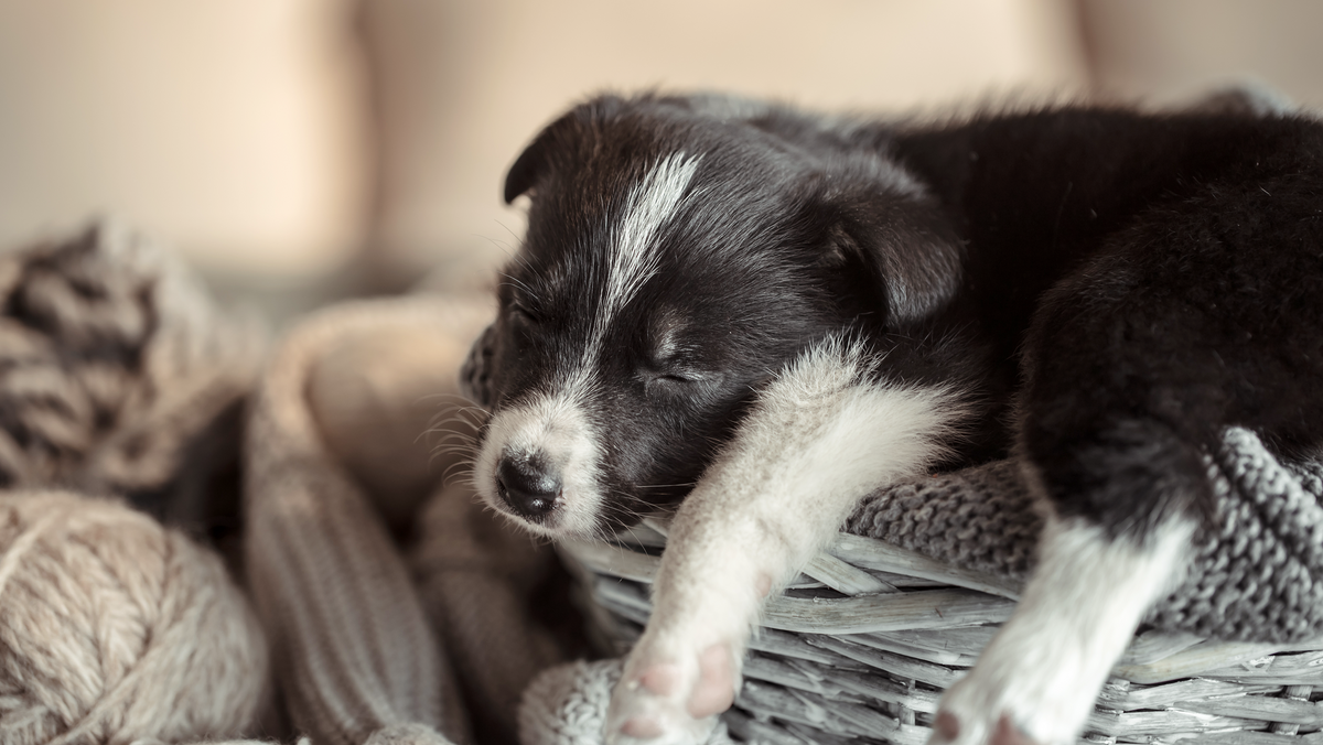 Choosing the Perfect Bed for Your Pet
